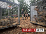 Young Triceratops & Pachycephalosaurus in cages