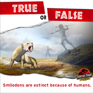 Smilodon are extinct because of humans