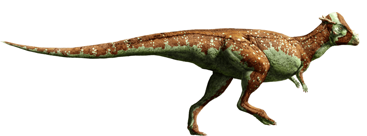 パキケファロサウルス ジュラシック パーク Wiki Fandom