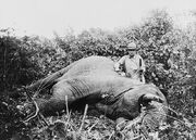Roosevelt safari elephant2.jpg