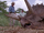 Triceratops malade