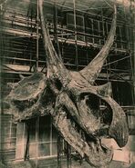 Agujaceratops skull