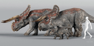 Nasutoceratops-family-Big-Rock-male-female