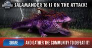 Salamander 16 News