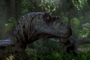 Velociraptor-en-Jurassic-Park