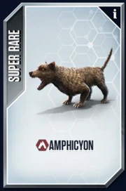 "Amphicyon" New Card