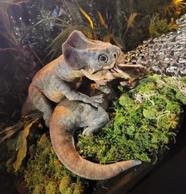 JWD Microceratus LA event