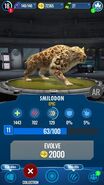 Smilodon jwa