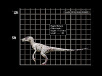 1024x768 Velociraptor female size chart