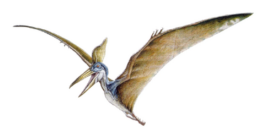 TLWJP male Geosternbergia sternbergi concept