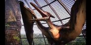 Pteranodon jwe