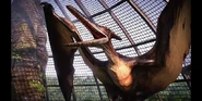 Pteranodon jwe.jpg (97 kB)