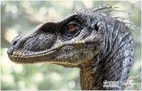 Velociraptor portrait