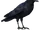 Corneille d'Amérique
