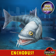 Enchodus