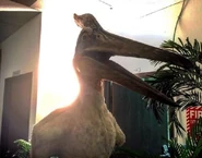 Pteranodon tlwjp.jpg (42 kB)