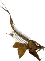 エンコダス 化石