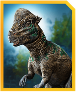 Pachycephalosaurus-min