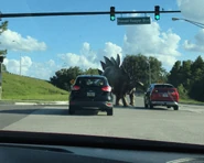 A Stegosaurus in Sanford, Florida