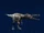 Suchomimus/JW: E