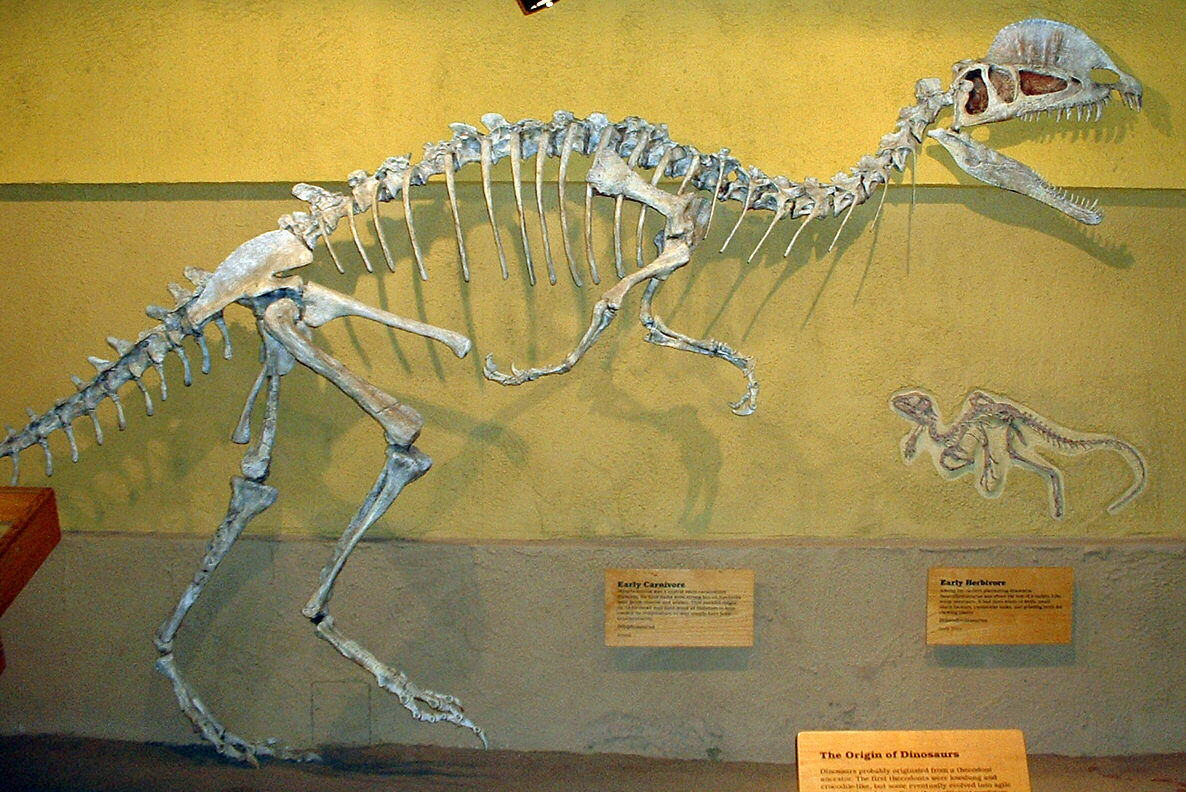 ディロフォサウルス ジュラシック パーク Wiki Fandom