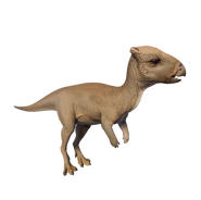 HomalocephaleJWE2.png (67 kio)