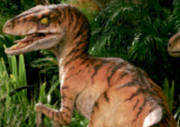 Maleraptor