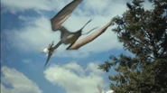 A Pteranodon snatches a wedding dove.