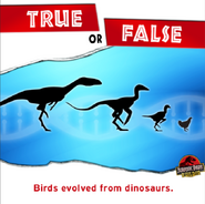 True and False Birds evolved from dinosaurs