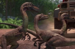 Compsognathus Jurassic Park Wiki Fandom