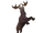 Indricoceros