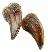 Когтирексикоторымионапроверилаограждение.png (416 КБ) Когти, которыми Рекси провела по табличке ограждения