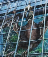 Pteranodon jp3.jpg (84 kB)