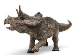 Triceratops bebe