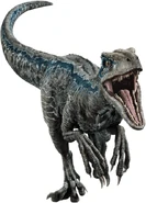 Blue (329 KB) Blue the Velociraptor