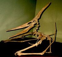 Pteranodon cat