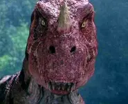 Ceratosaurus (début)