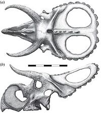 Nasutoceratops skull