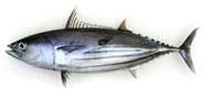 Bonito rayado (Katsuwonus pelamis)