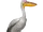 Pélican blanc