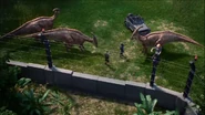 Parasaurs grazing just outside of the T. rex paddock from Jurassic World: Evolution.