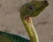 Compsognathus (début)