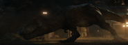 Compsognathus and Tyrannosaurus