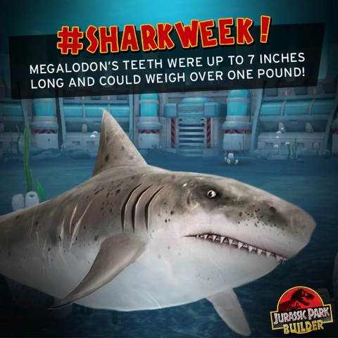 メガロドン　祖先種　完全体　希少種 メガロドン祖先種完全体希少種