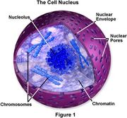 Cellnucleus