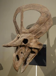 ズニケラトプス1