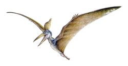 Pteranodonte, Jurassic Park Wiki