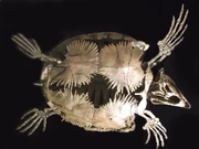 プロトステガ 化石