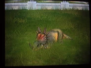 Styracosaurus sleeping