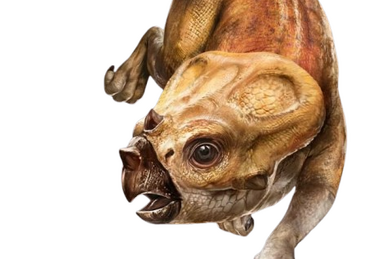 Macrocheira | Prehistoric Wiki | Fandom